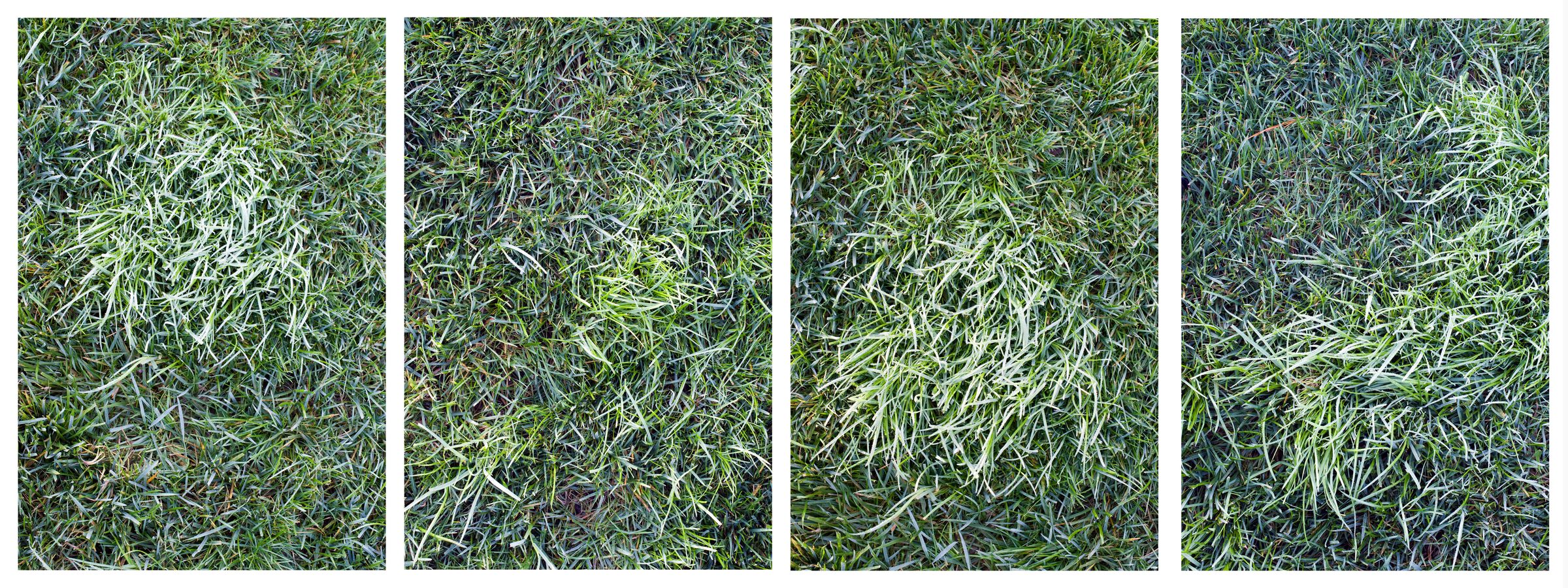 Grass, four panels, Fujicolor Crystal Archive prints