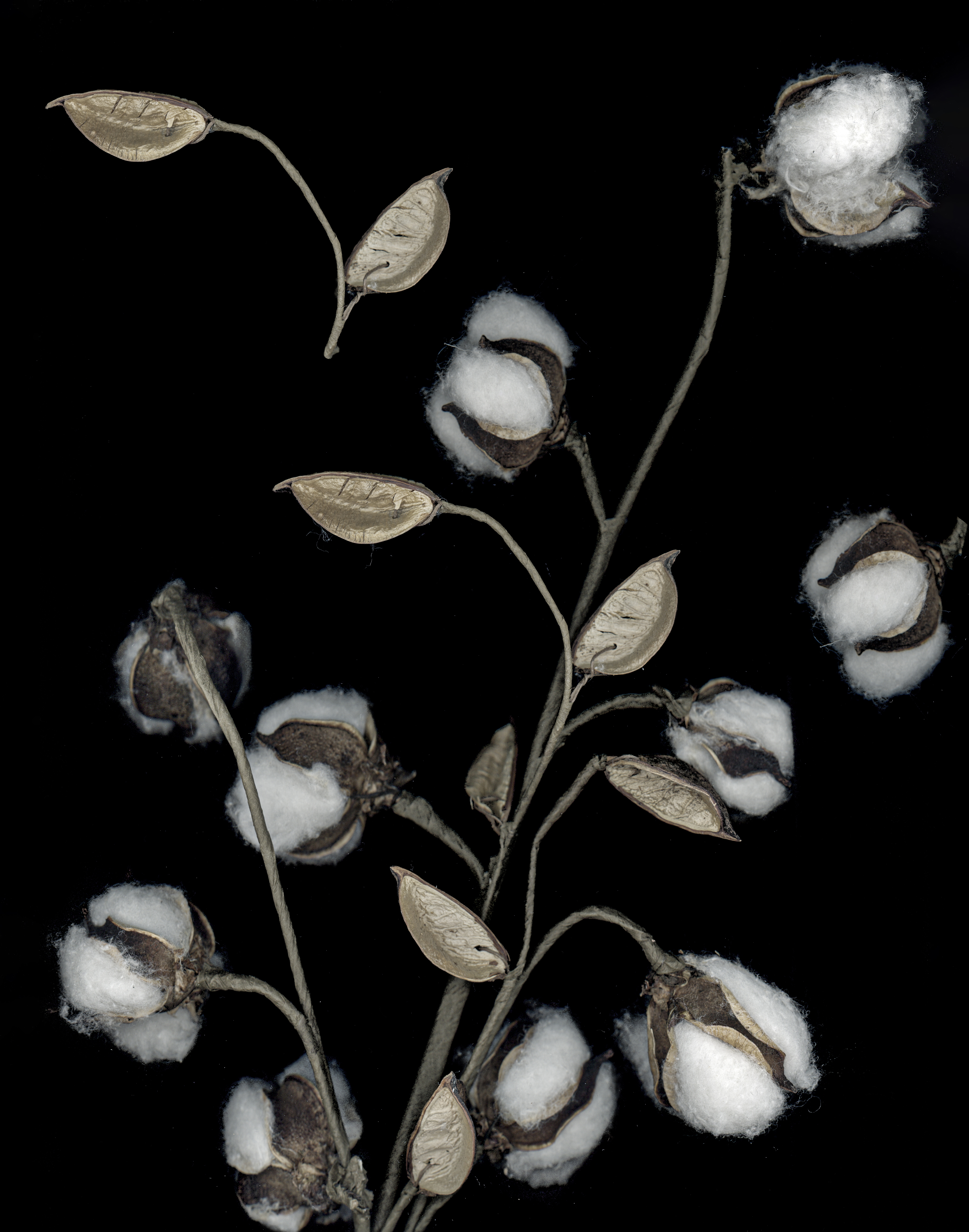 White Balance — Color Cotton